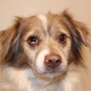 Frodo-Sales-Dog | Brooks Flooring Services Inc