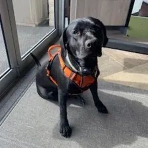 Taylor dog | Brooks Flooring Services Inc